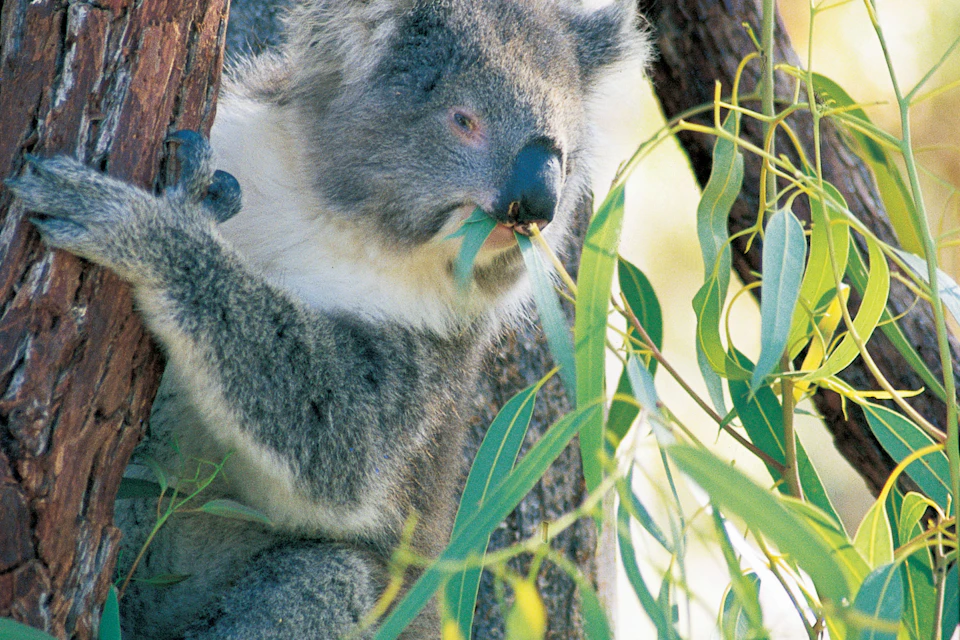 Koalas at Yanchep National Park