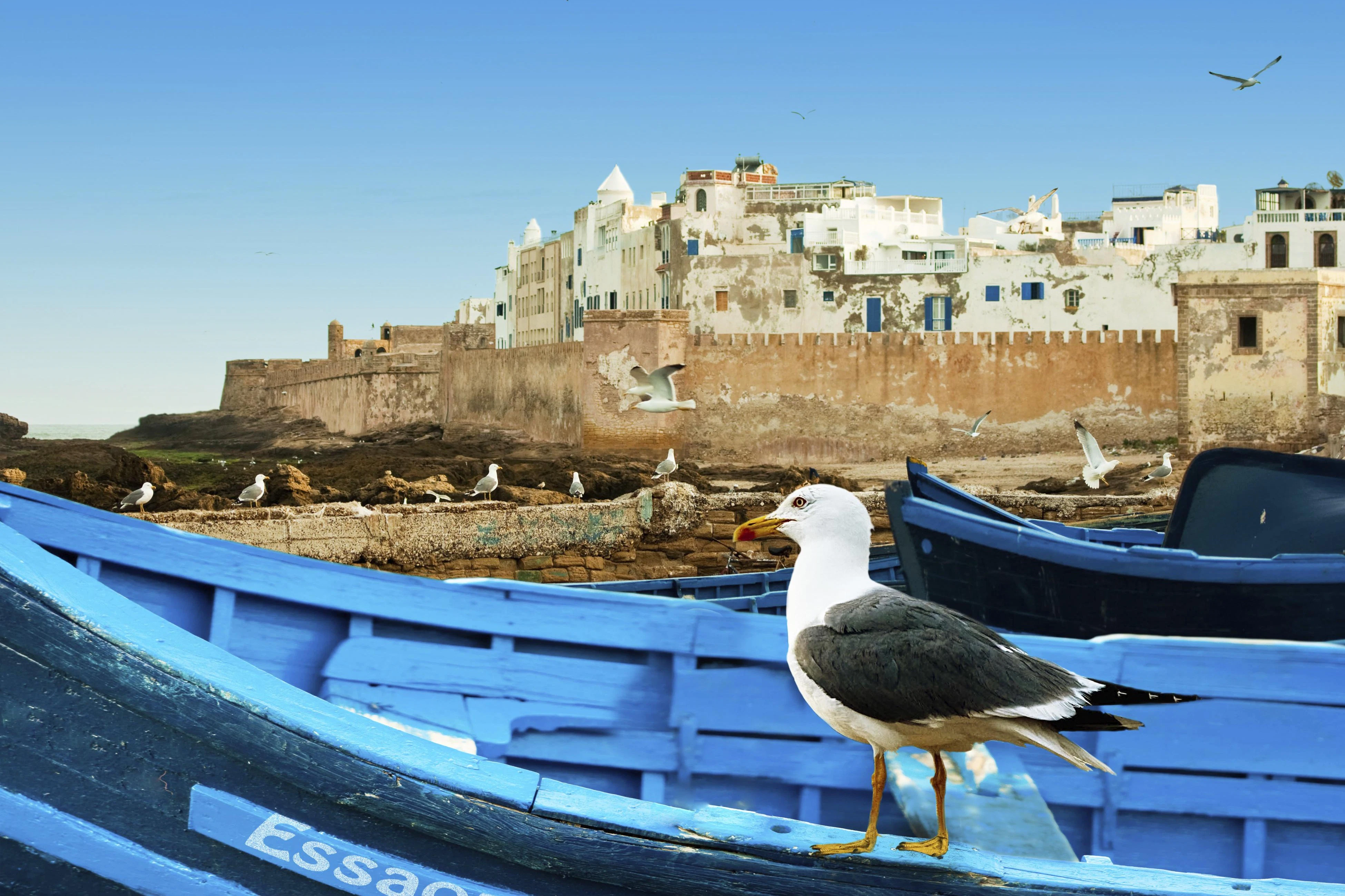A seagull on a blue boat, with a historic coastal town and more seagulls in the background under a clear blue sky.