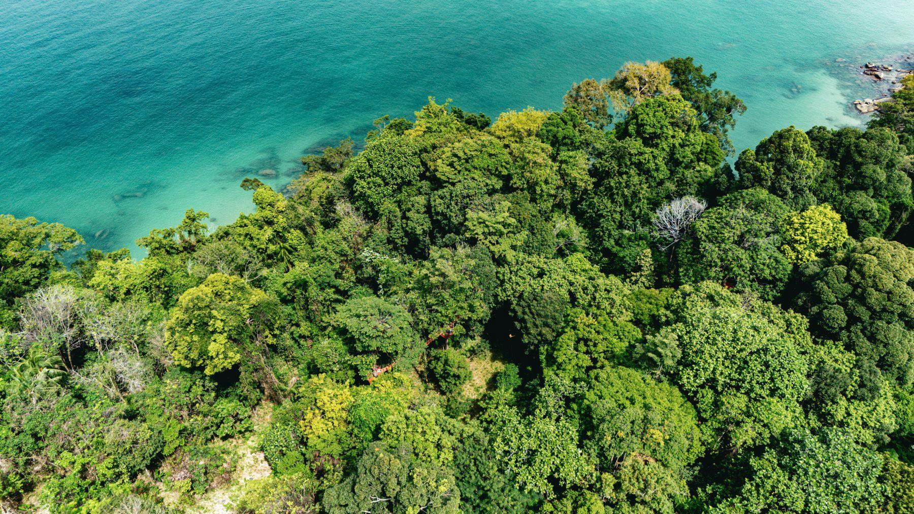 Aerial view of a dense green forest bordering clear turquoise water under a sunny sky.