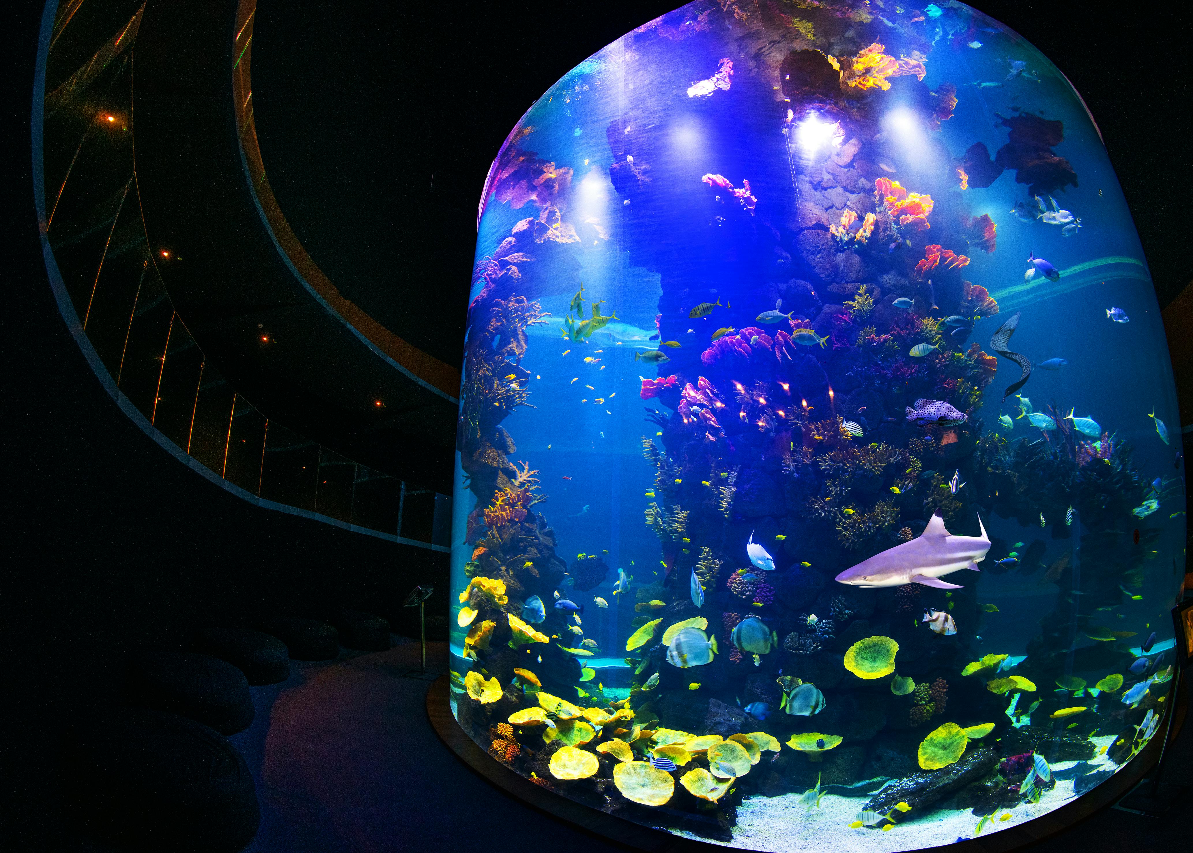 充满五颜六色的鱼、珊瑚和鲨鱼的大型圆柱形水族箱，在黑暗的房间里，蓝色的灯光照亮了它。