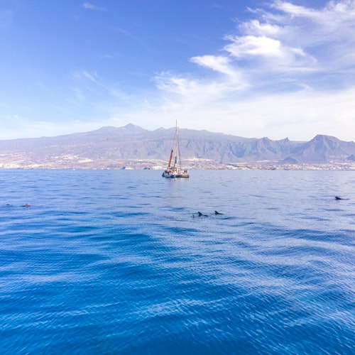 Avistamiento y escucha de ballenas y delfines en velero