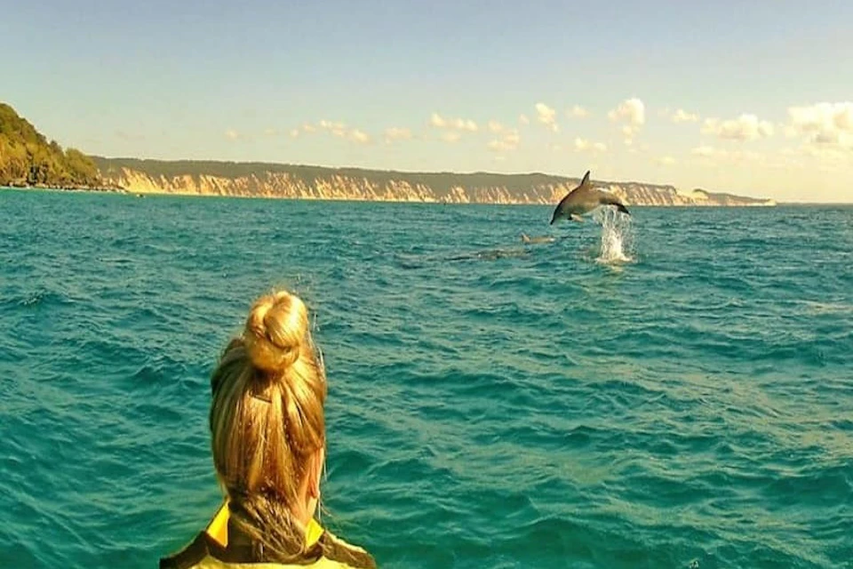 Dolphins