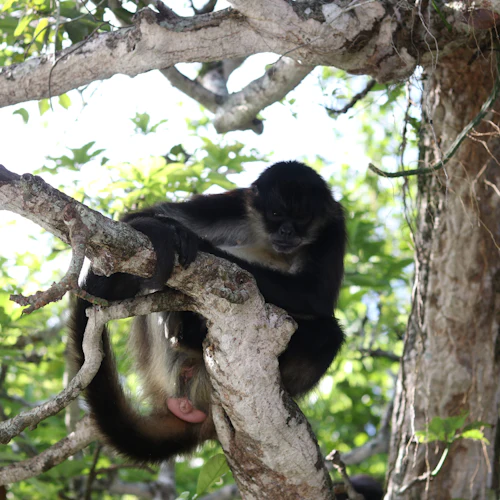 Laguna Catemaco e Los Tuxtlas: tour a partir de Veracruz - Photo 2