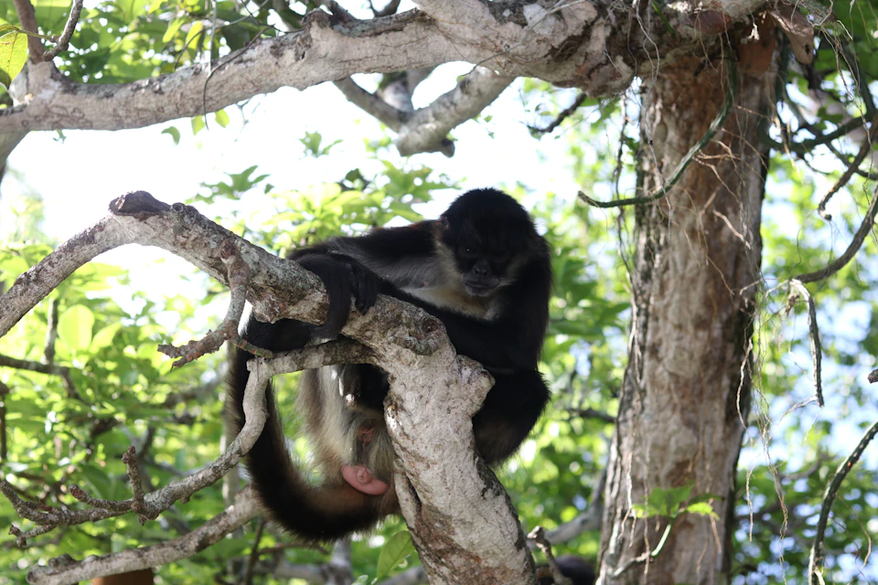 Spider monkey in Catemaco