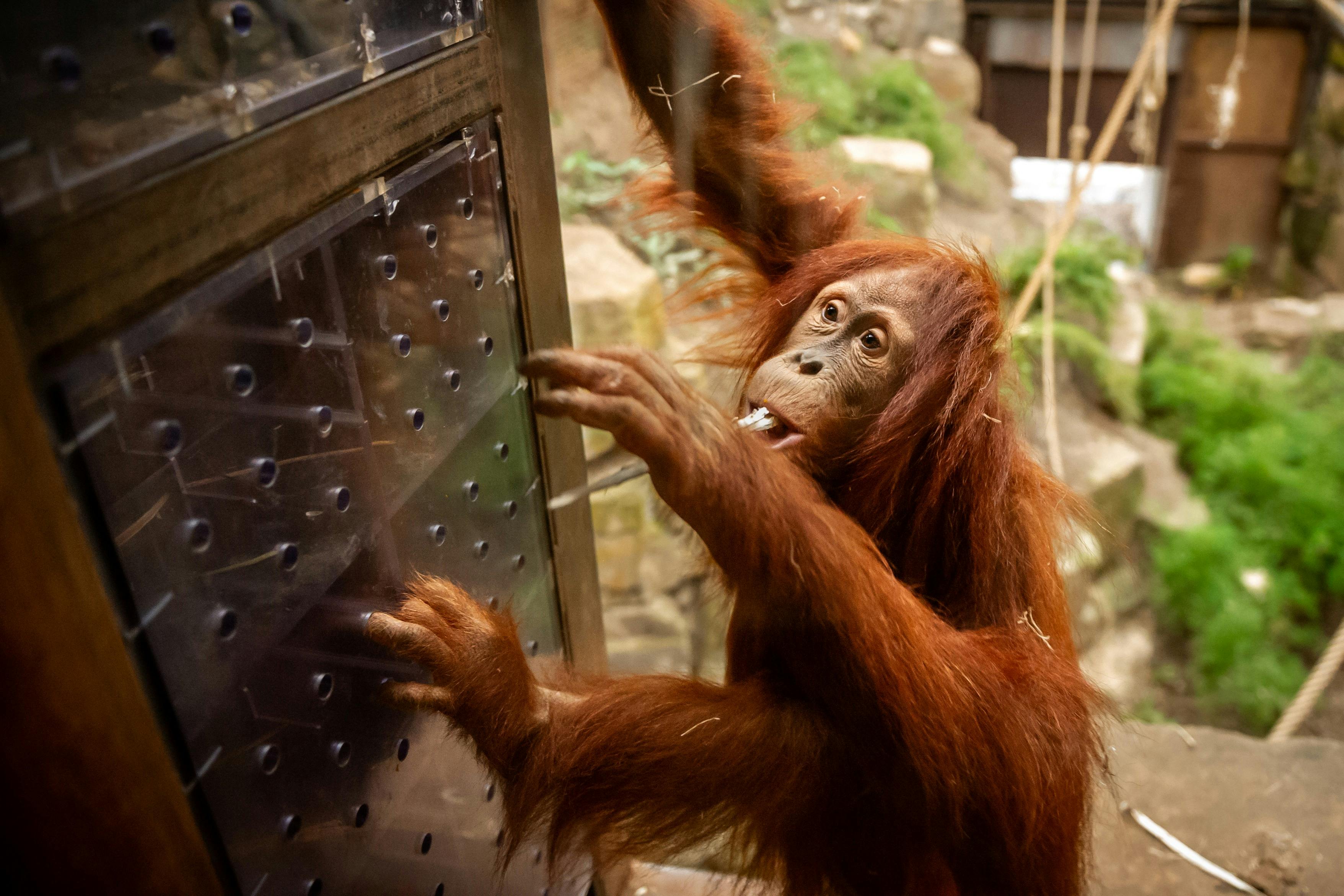 Orang-oetan Ombak ZOO PLANCKENDAEL