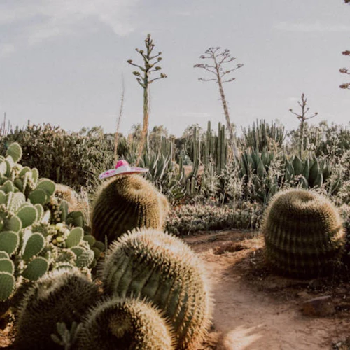 Strathmerton: Cactus Country Entry Ticket