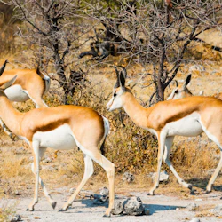 Aquila Private Game Reserve: Small-Group Safari Tour + Lunch + Transport 5