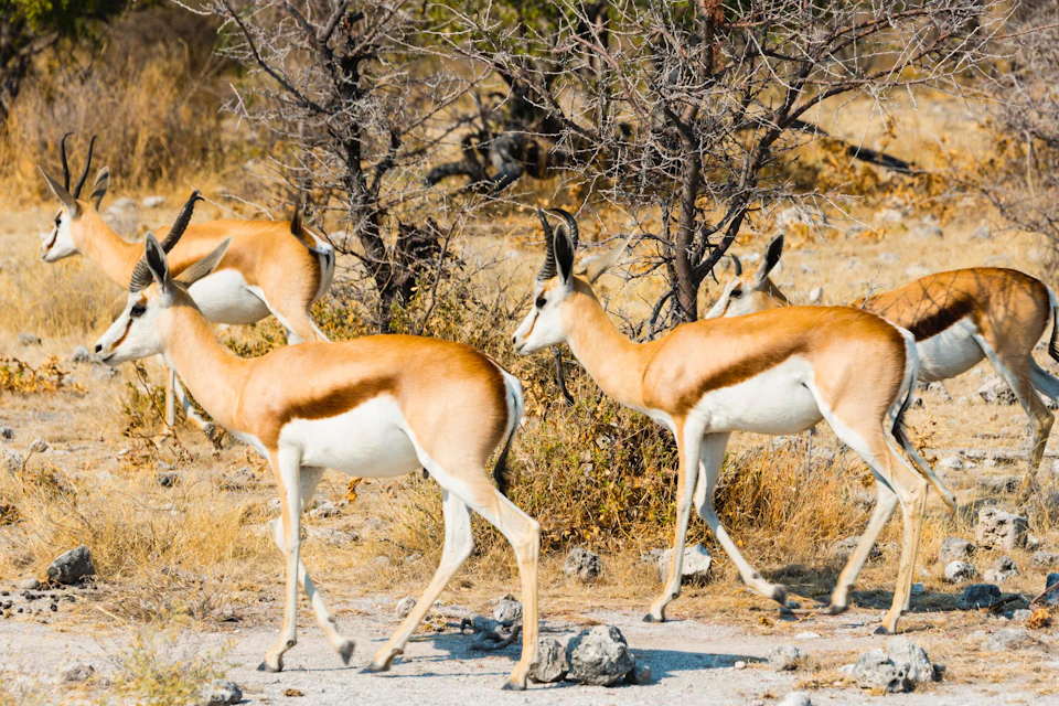 Springbok Aquila Game Reserve