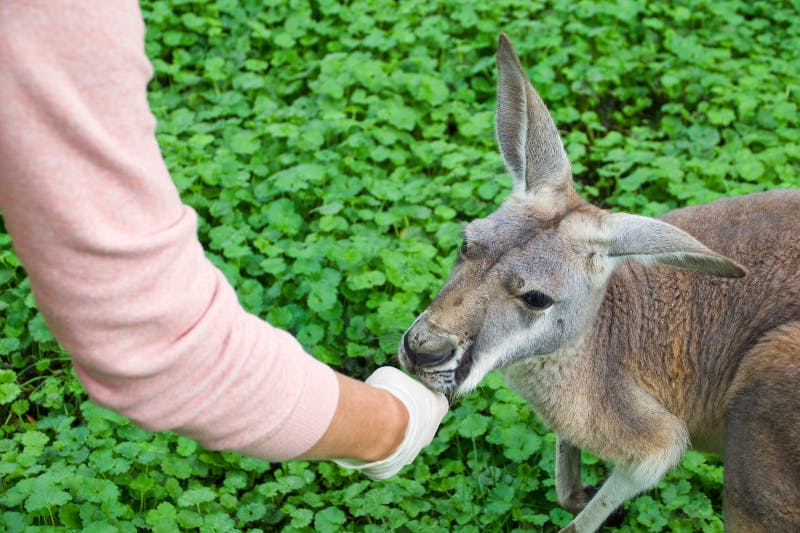 Ένα άτομο με ροζ μανίκι ταΐζει ένα καγκουρό με καταπράσινο φύλλωμα.