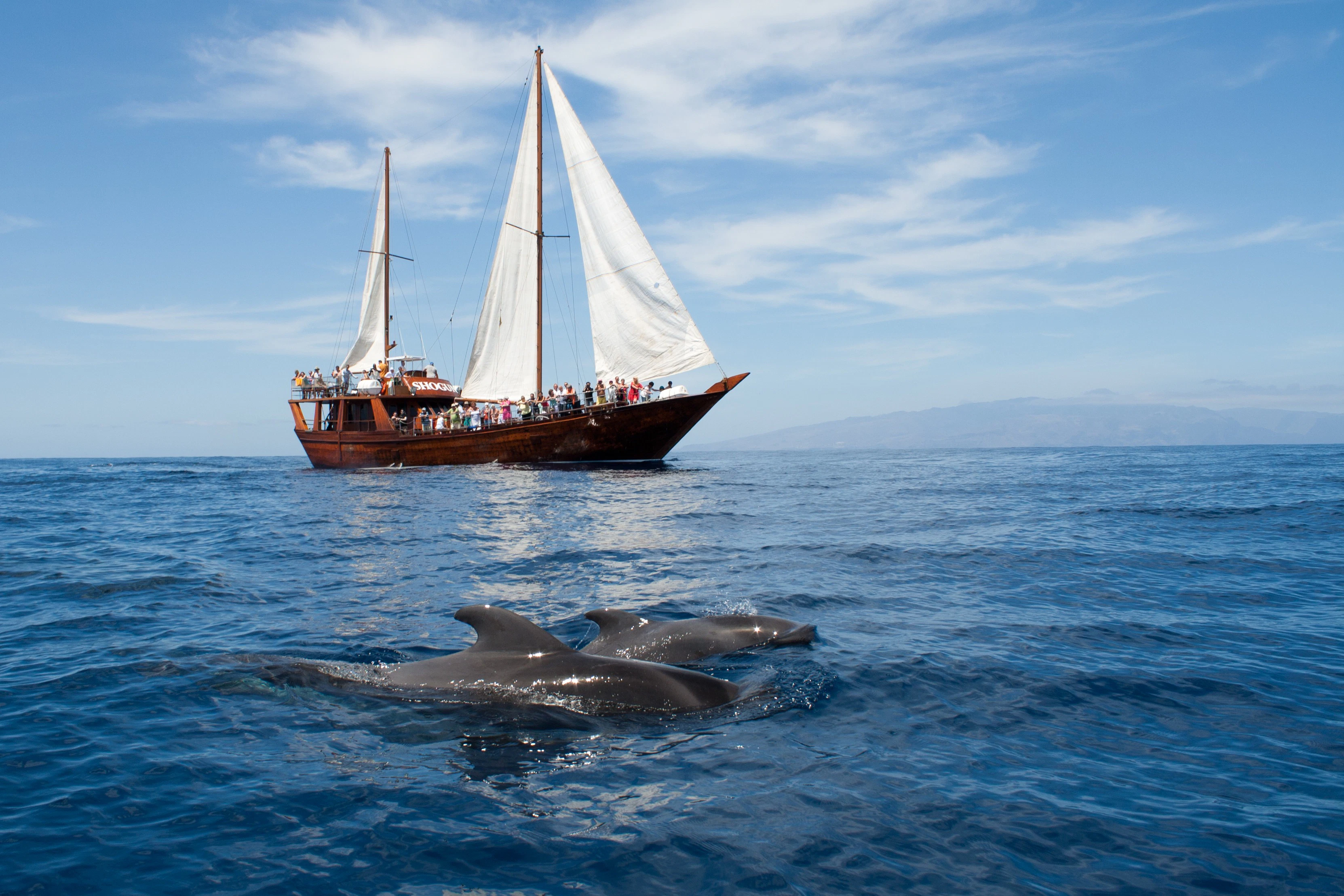 Costa Adeje: 2-Hr Guided Whale & Dolphin Watching Cruise