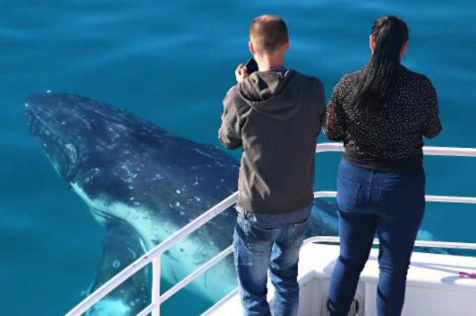 Two people on a boat observe a whale surfacing in clear blue water near them.