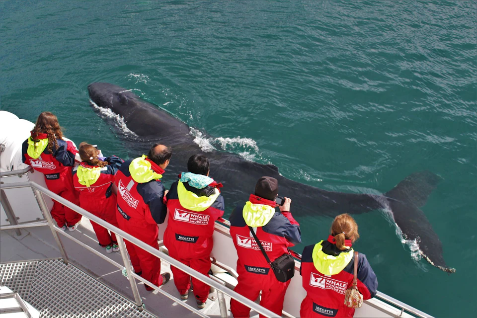 Whale watchers in red thermal overalls look at a humpback whale with very close proximity.