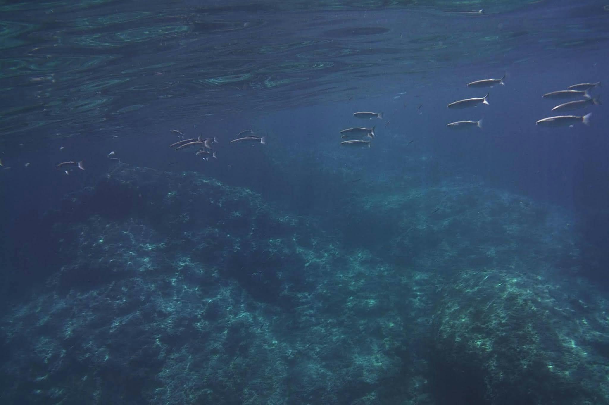 Underwater scene with small fish swimming over a rocky seafloor in clear blue water.