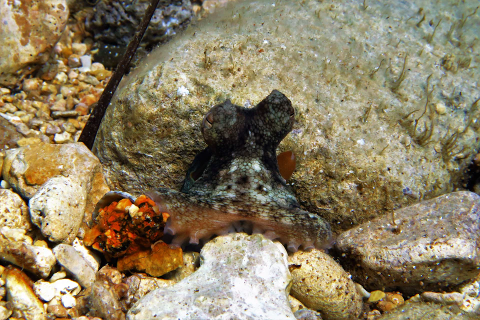 octopus hiding
