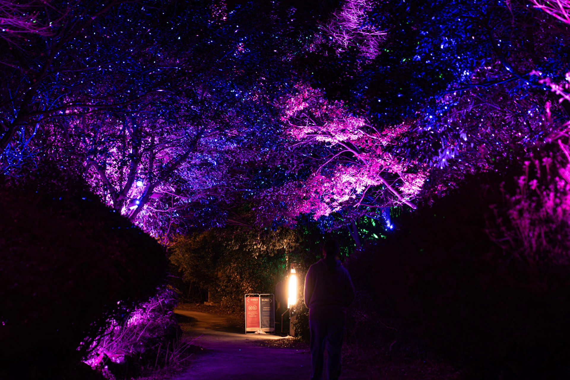 A person walks down a path at night surrounded by trees illuminated with purple and blue lights, creating a colorful ambiance.