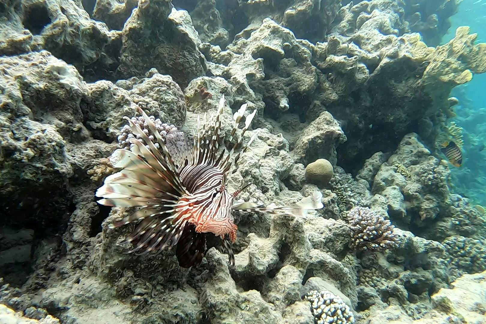 ψάρι λιοντάρι marsa alam