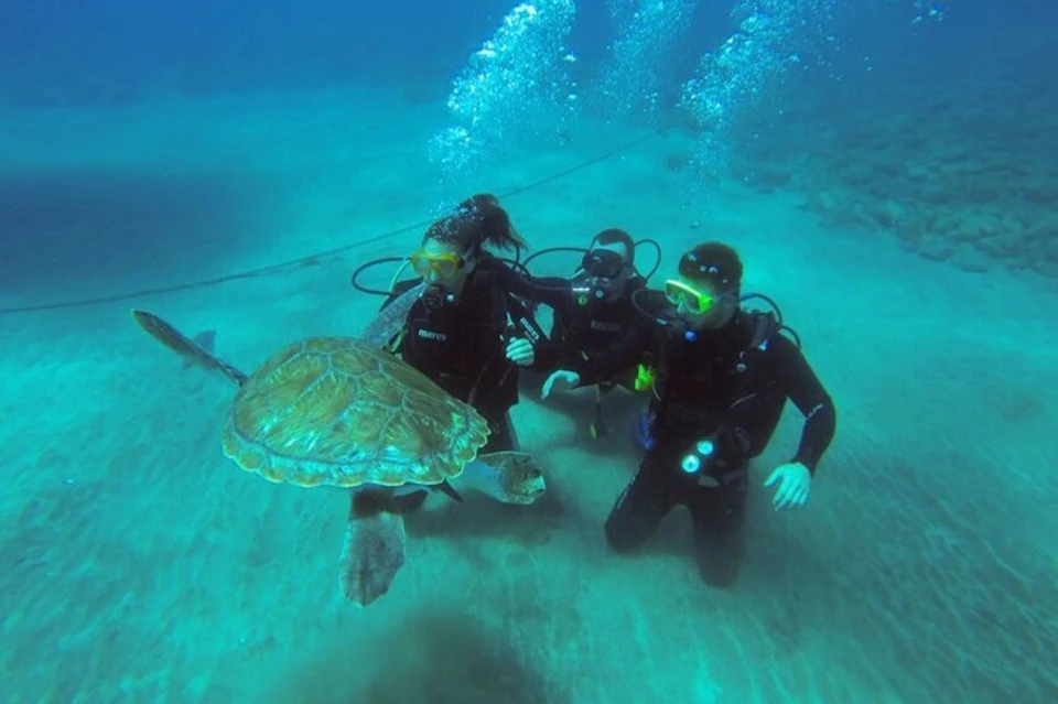 DIVING WITH TURTLES