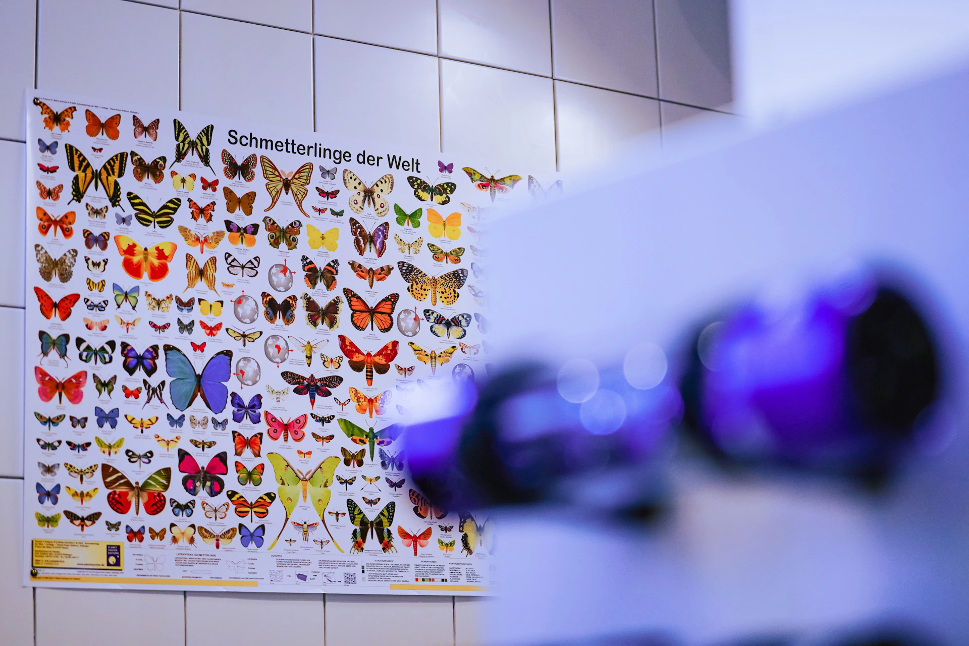 Butterflies are an essential element at INFINITUM