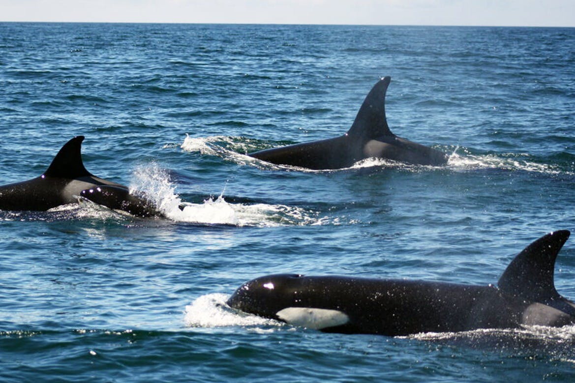 Orcas