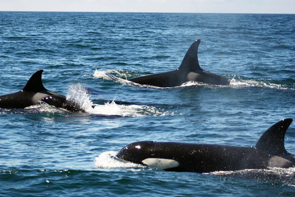 Orcas