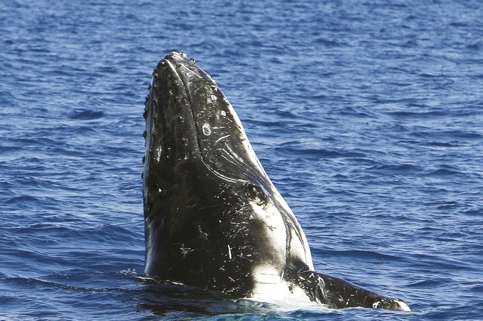 A humpback whale breaching the surface of the ocean, with its head and upper body visible above the water.
