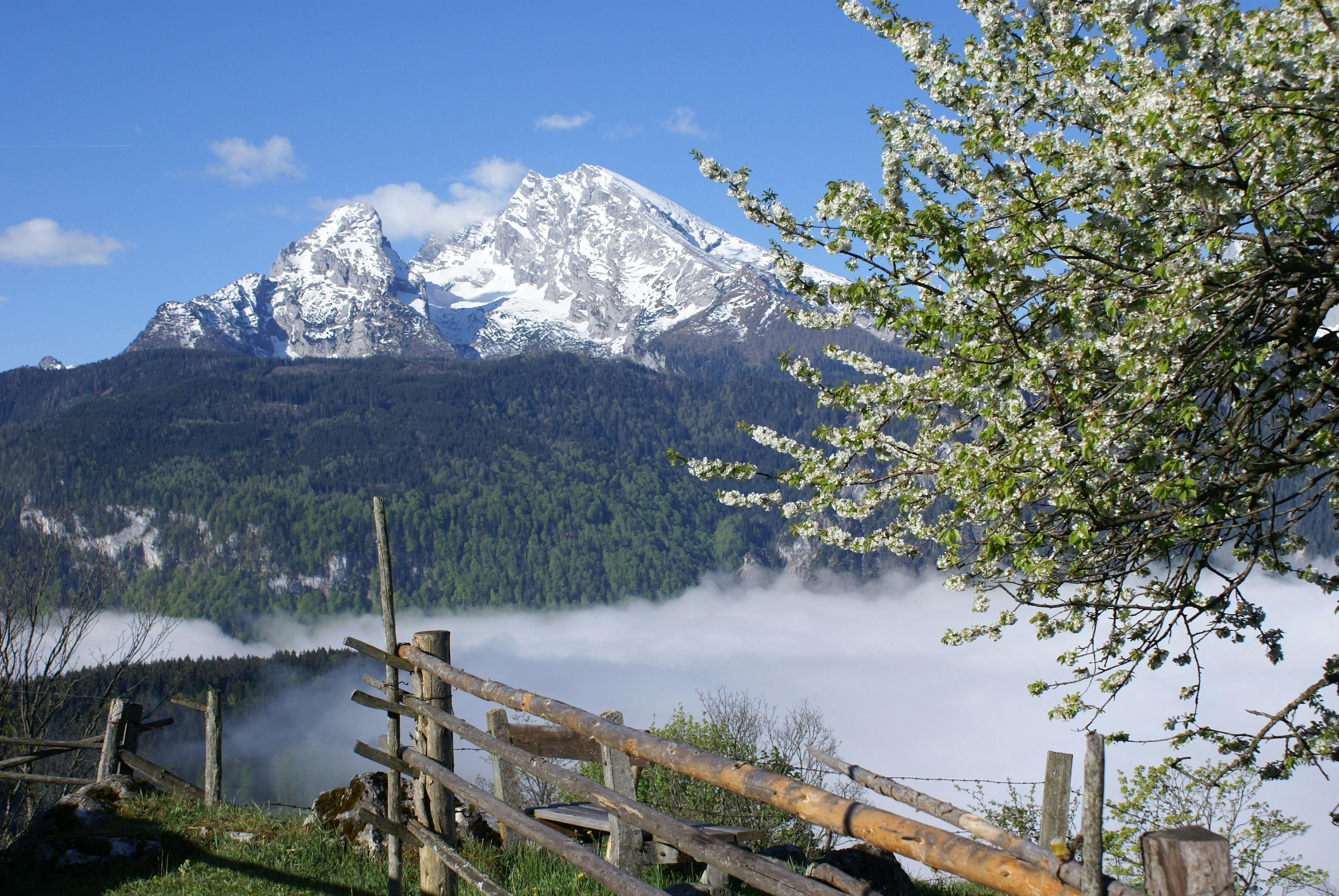 Snow-capped mountains, green forest, wooden fence, and blooming tree branches under a clear blue sky with scattered clouds.