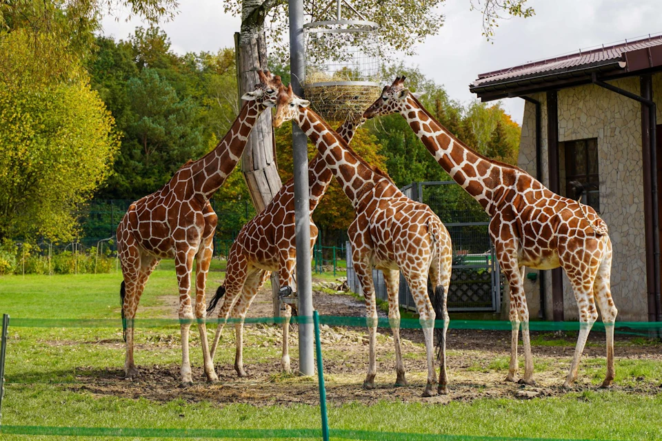 Girrafs