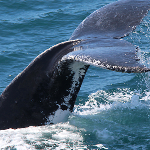 Crucero de avistamiento de ballenas por la Gold Coast