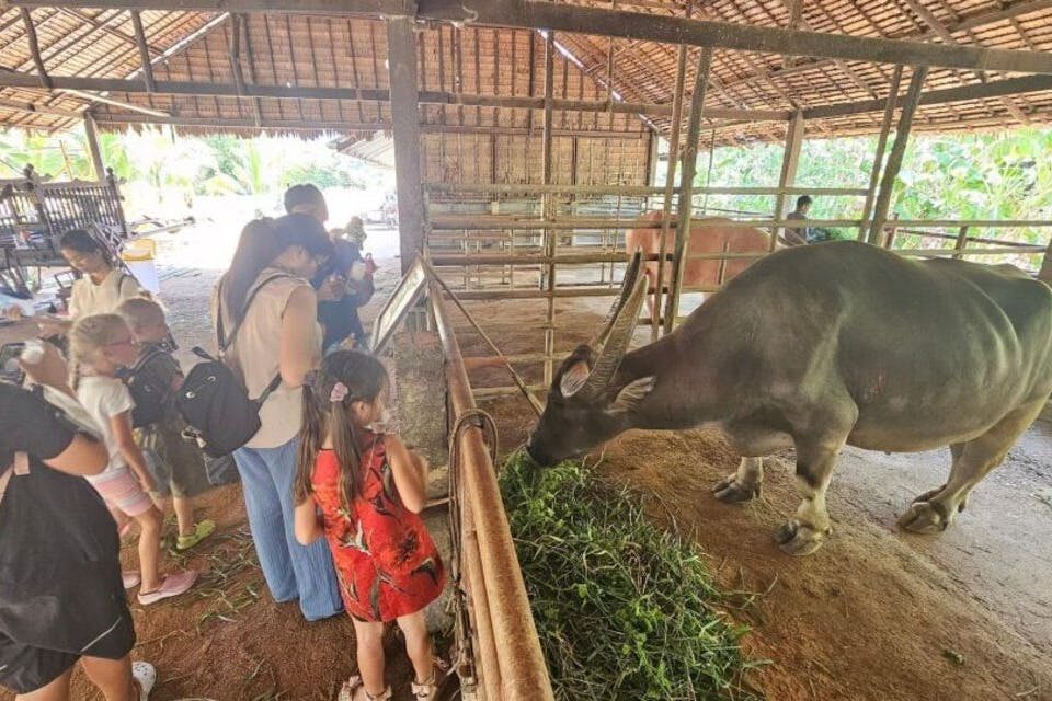 Η σίτιση του βουβαλιού είναι μια απολαυστική εμπειρία που σας επιτρέπει να συνδεθείτε με αυτούς τους ευγενικούς γίγαντες.