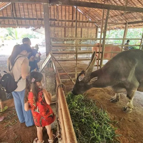 Fazenda antiga de Phuket: Visita guiada - Photo 9