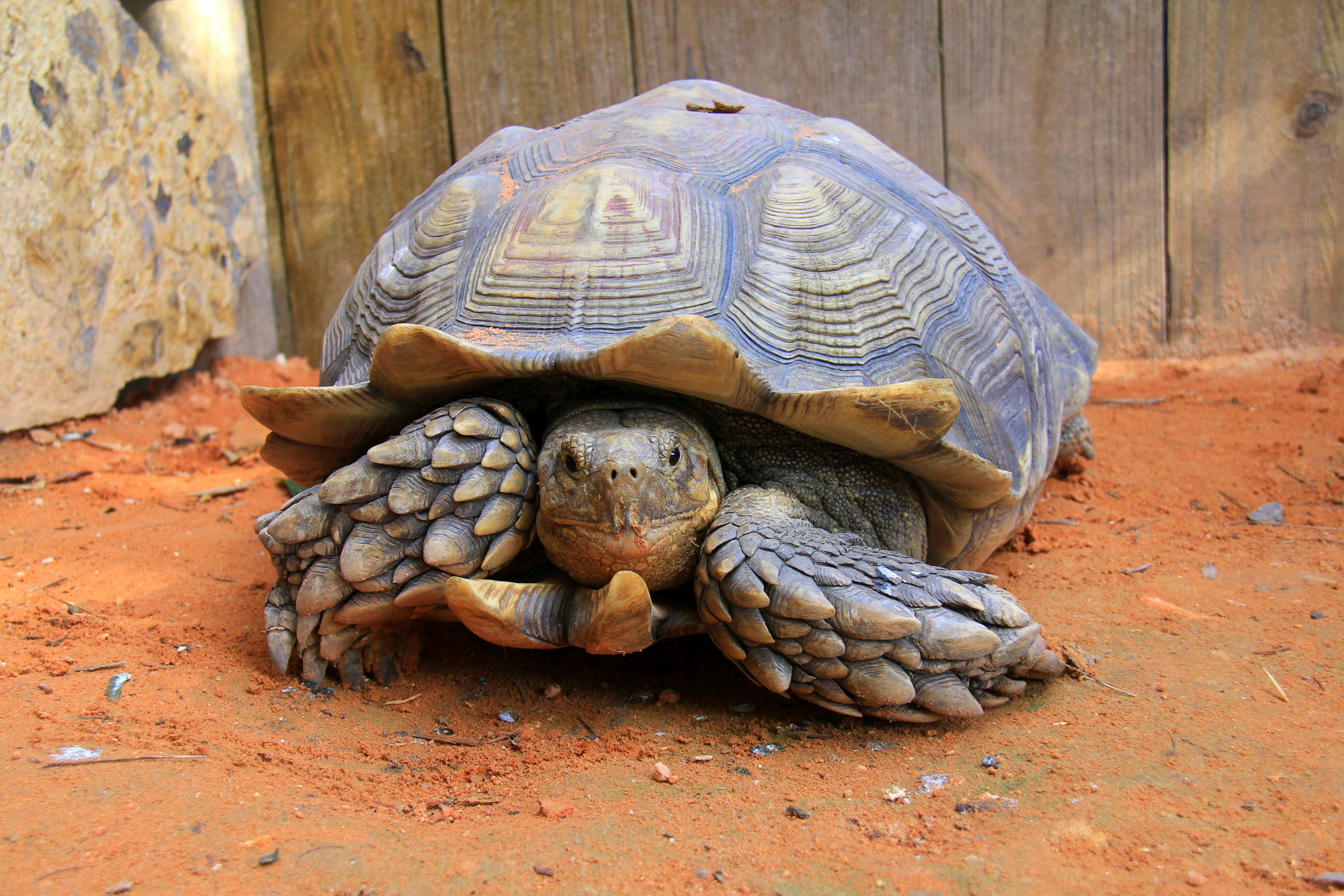 Una tortuga con caparazón texturizado y patas ásperas y escamosas descansa sobre tierra roja sobre un fondo de madera.