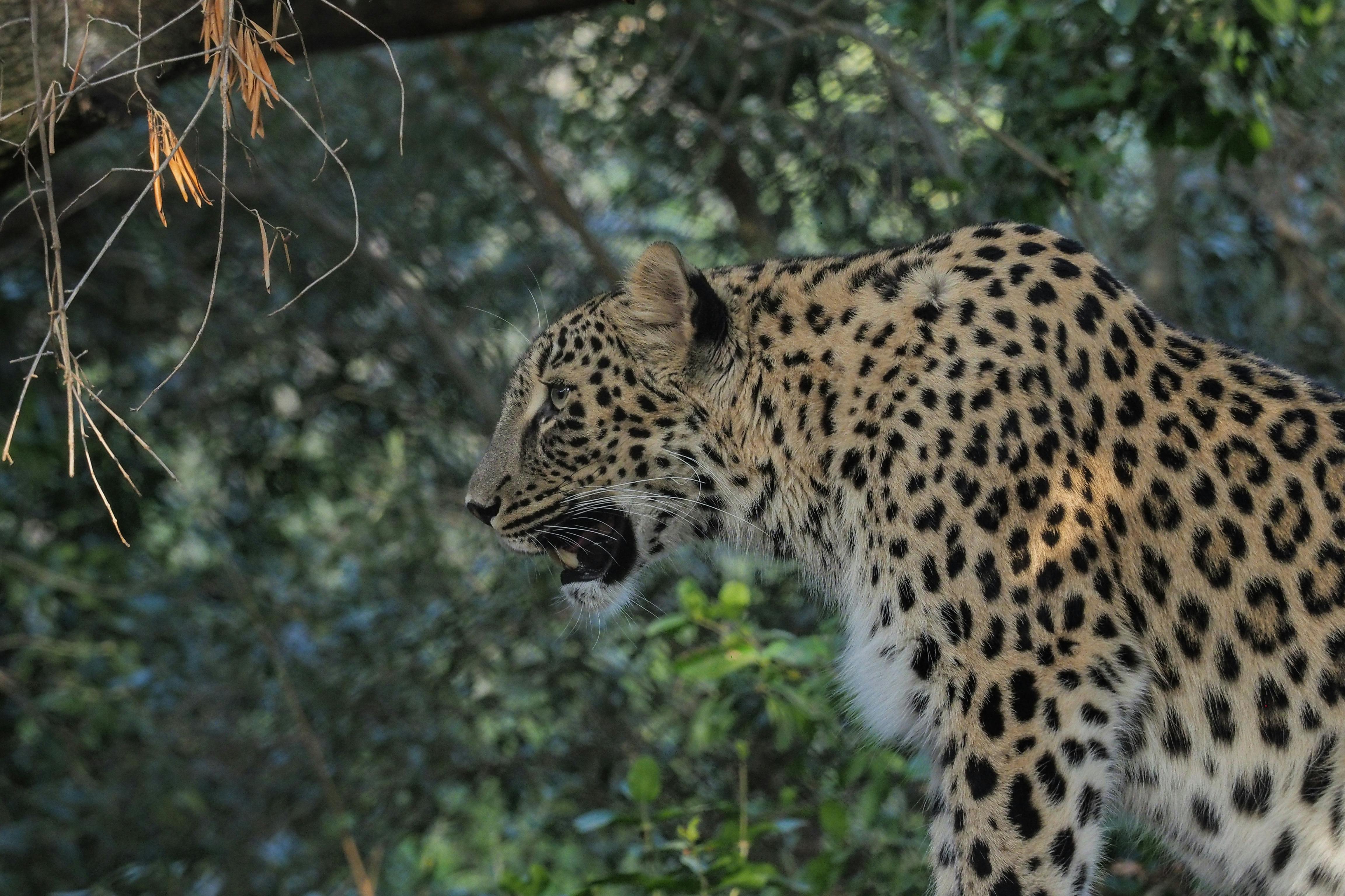 Leopard stojící v zalesněné oblasti, s mírně otevřenými ústy, obklopený zelenými listy.