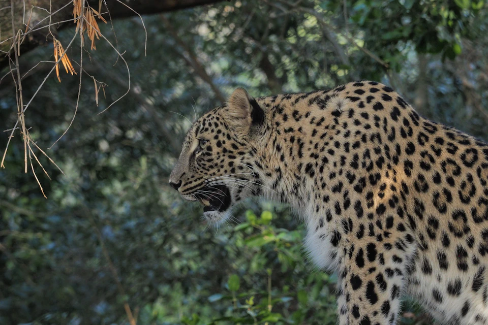 A leopard standing in a forested area, with its mouth slightly open, surrounded by green foliage.