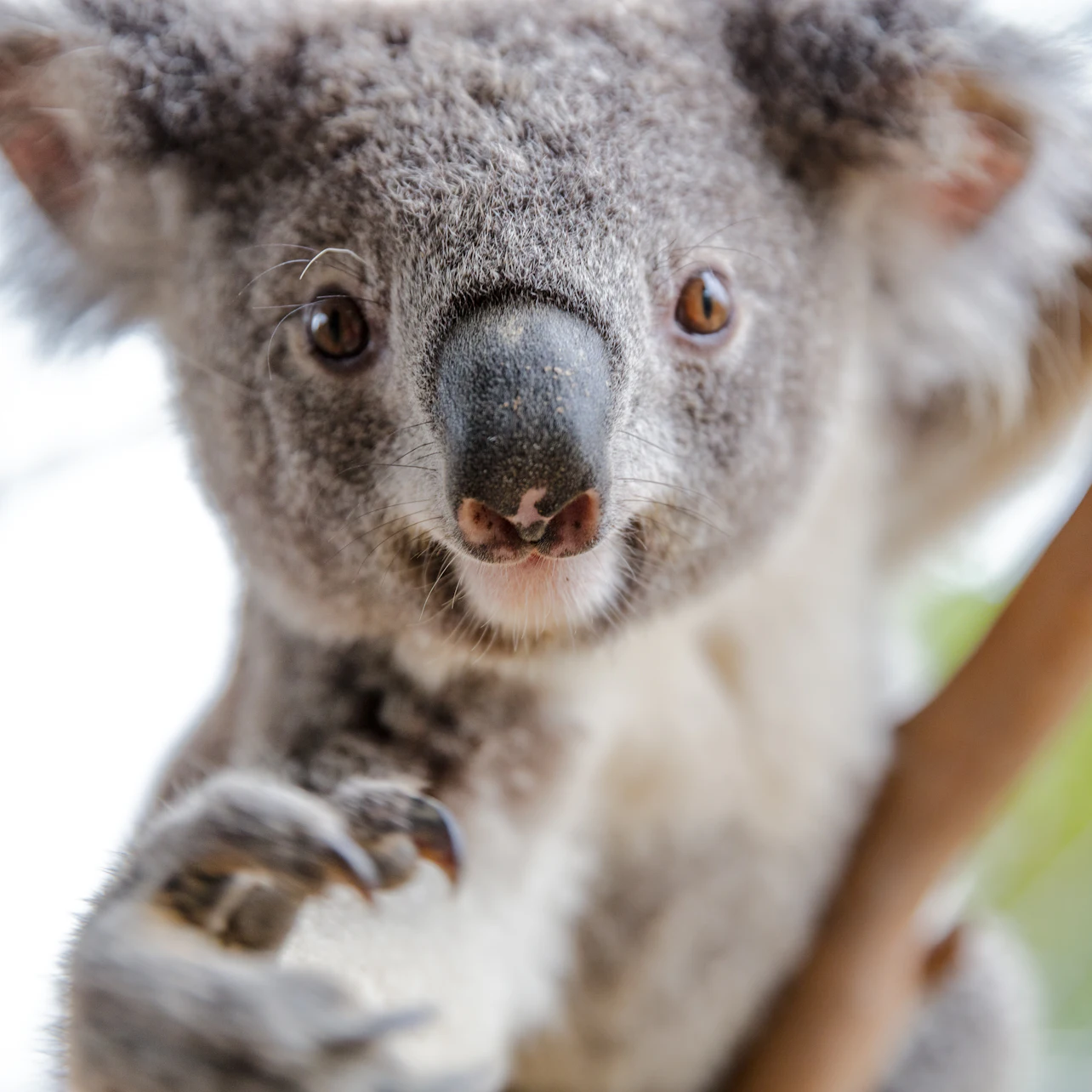 Sydney: Multi-Attraction Pass with 2,3 or 4 Attractions in Sydney β Tiqets