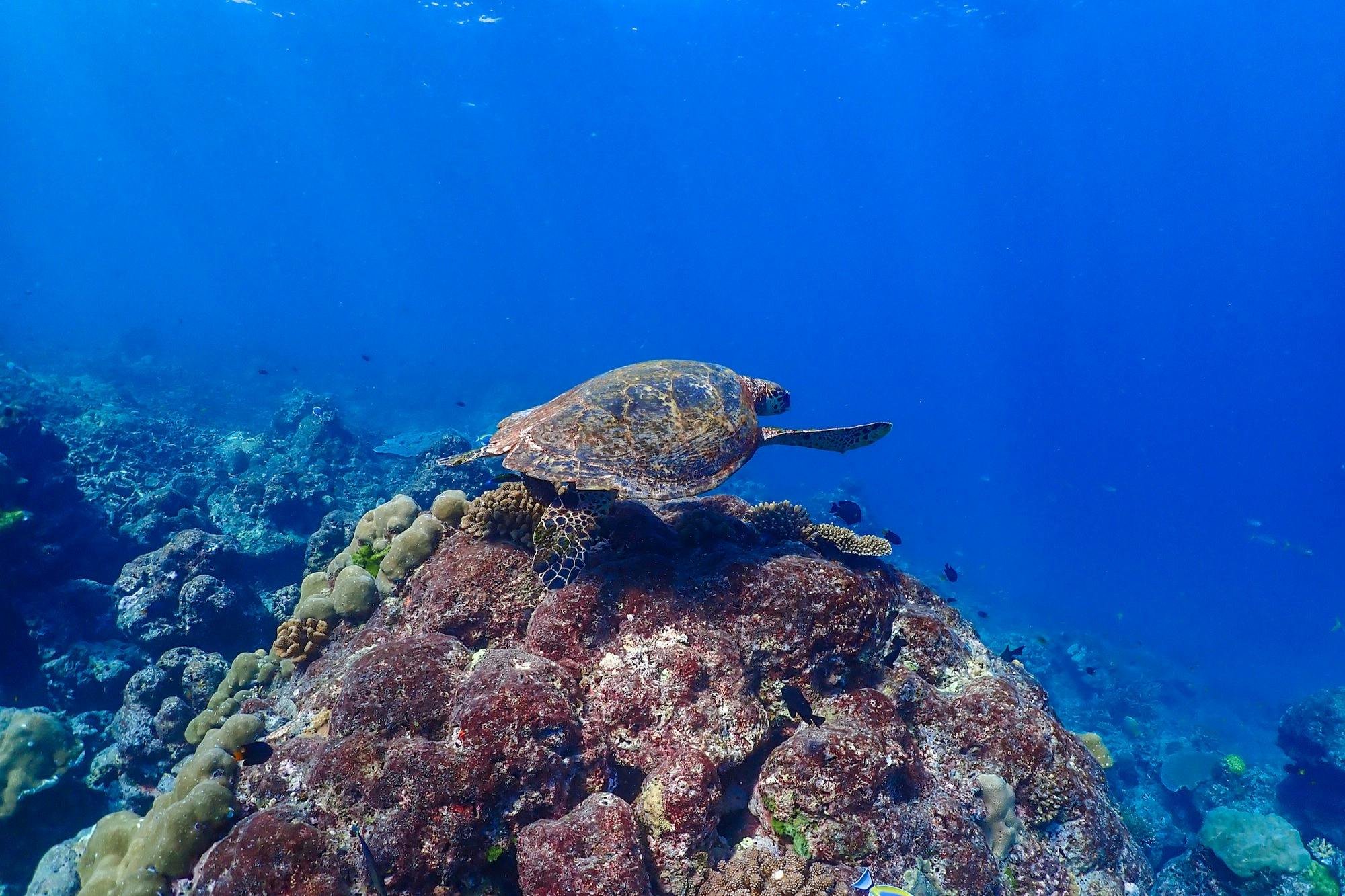 Snorkel and discover a paradise under the sea.