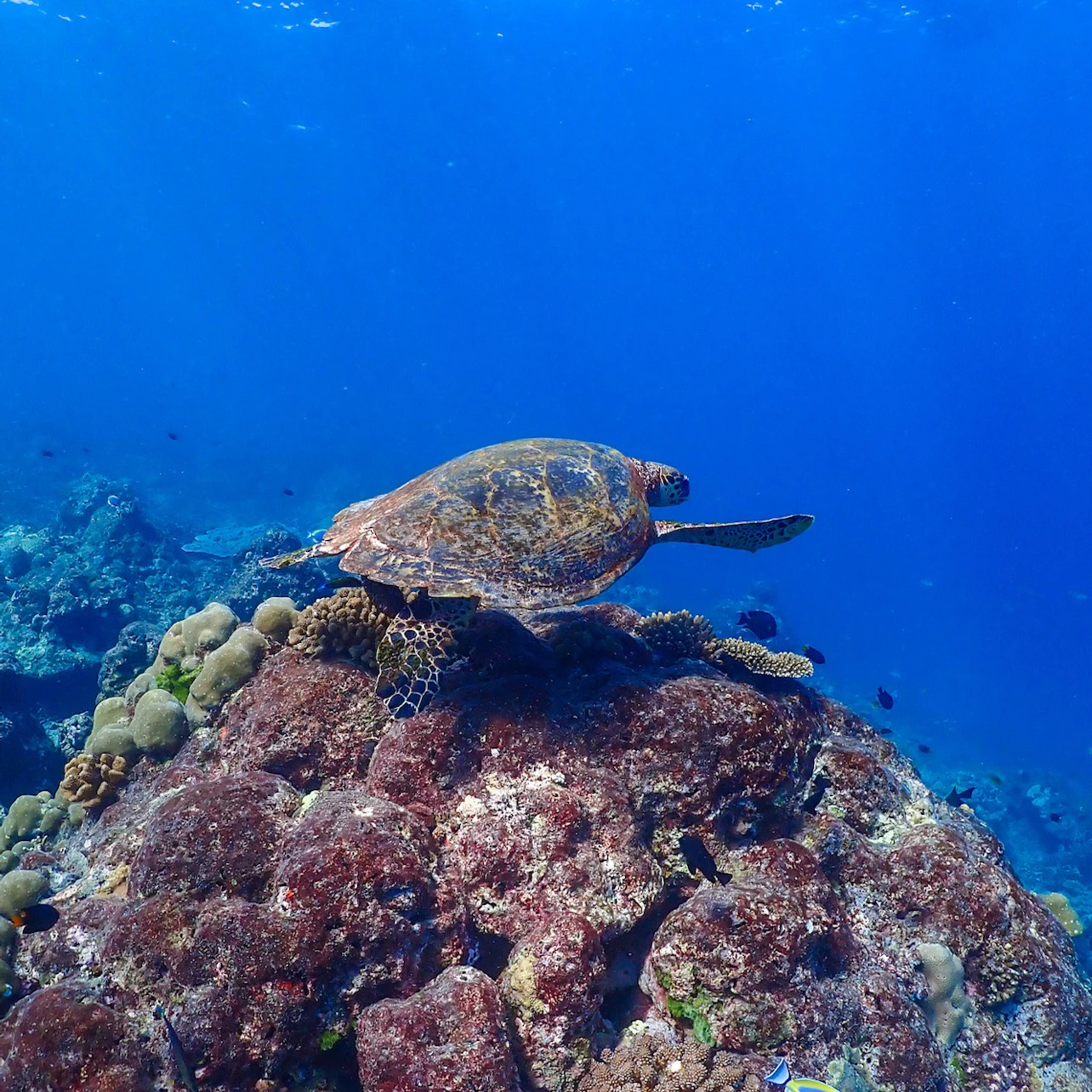 Slider Image