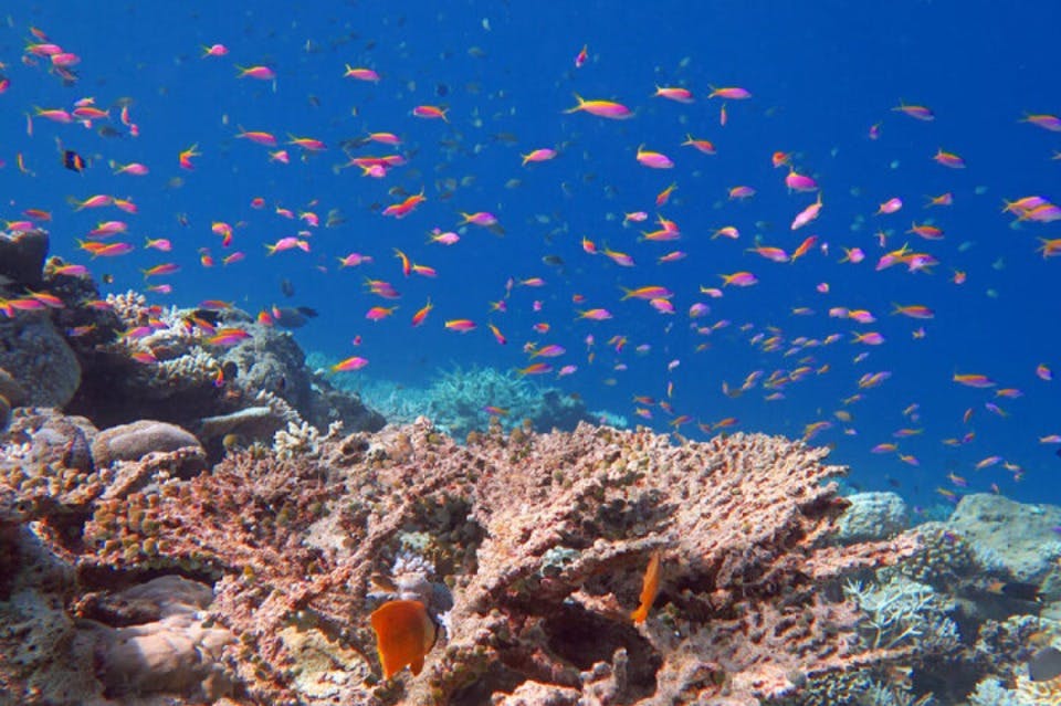 Marsa Alam Snorkeling