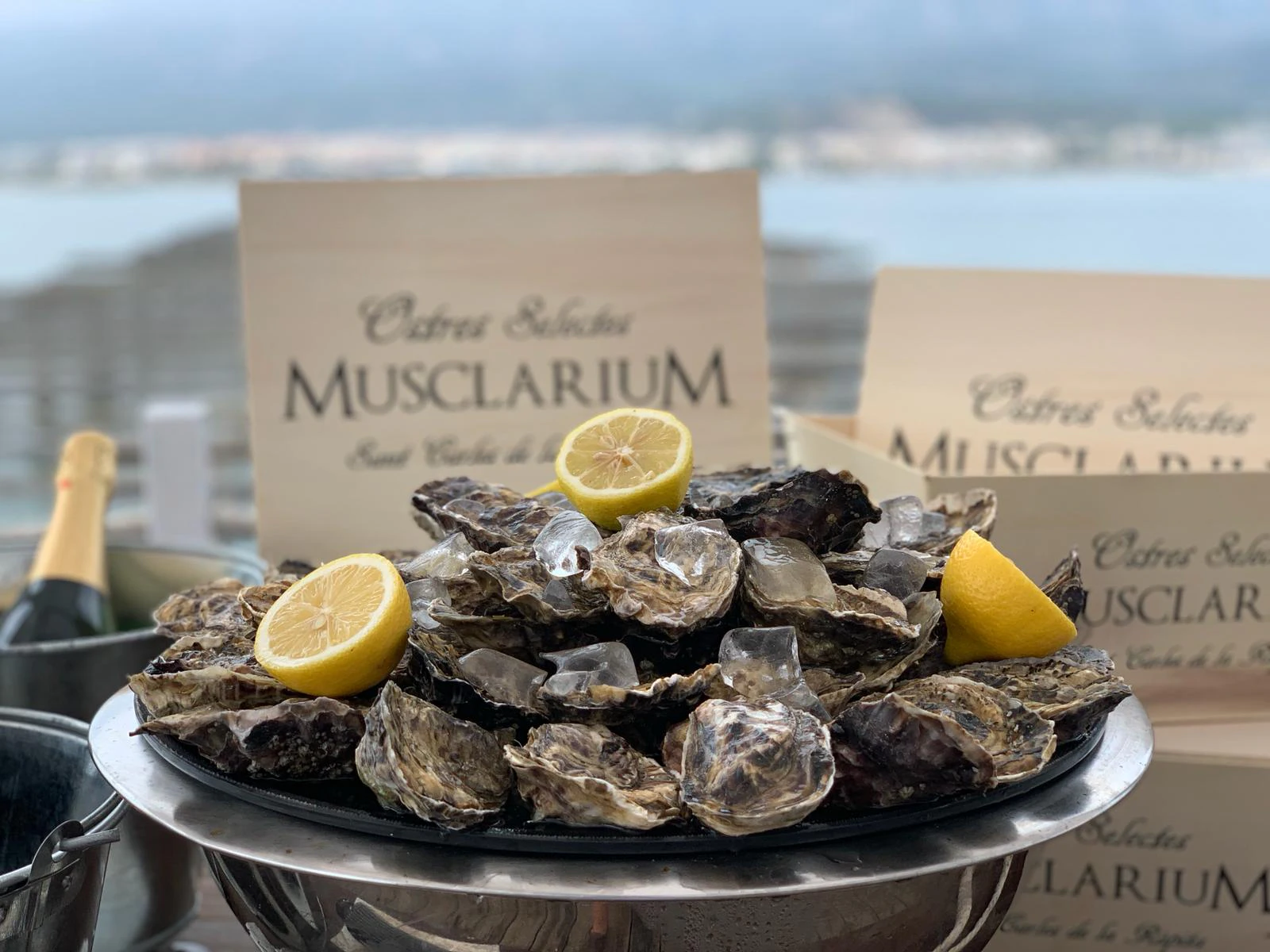 Musclarium: Route of the Mussel Farms