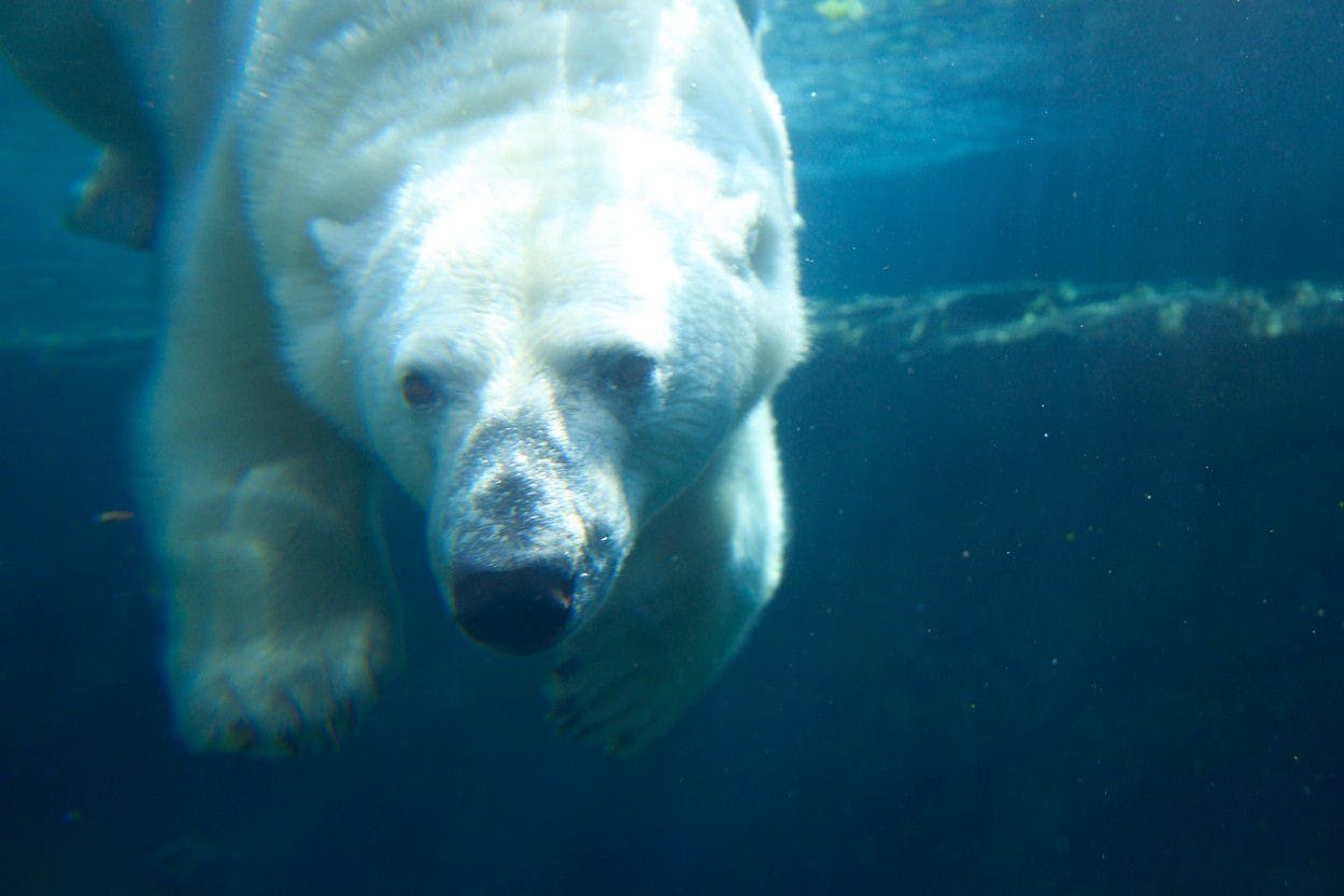 Lední medvěd plave pod vodou, jeho tvář a přední tlapky jsou jasně viditelné v modré vodě.