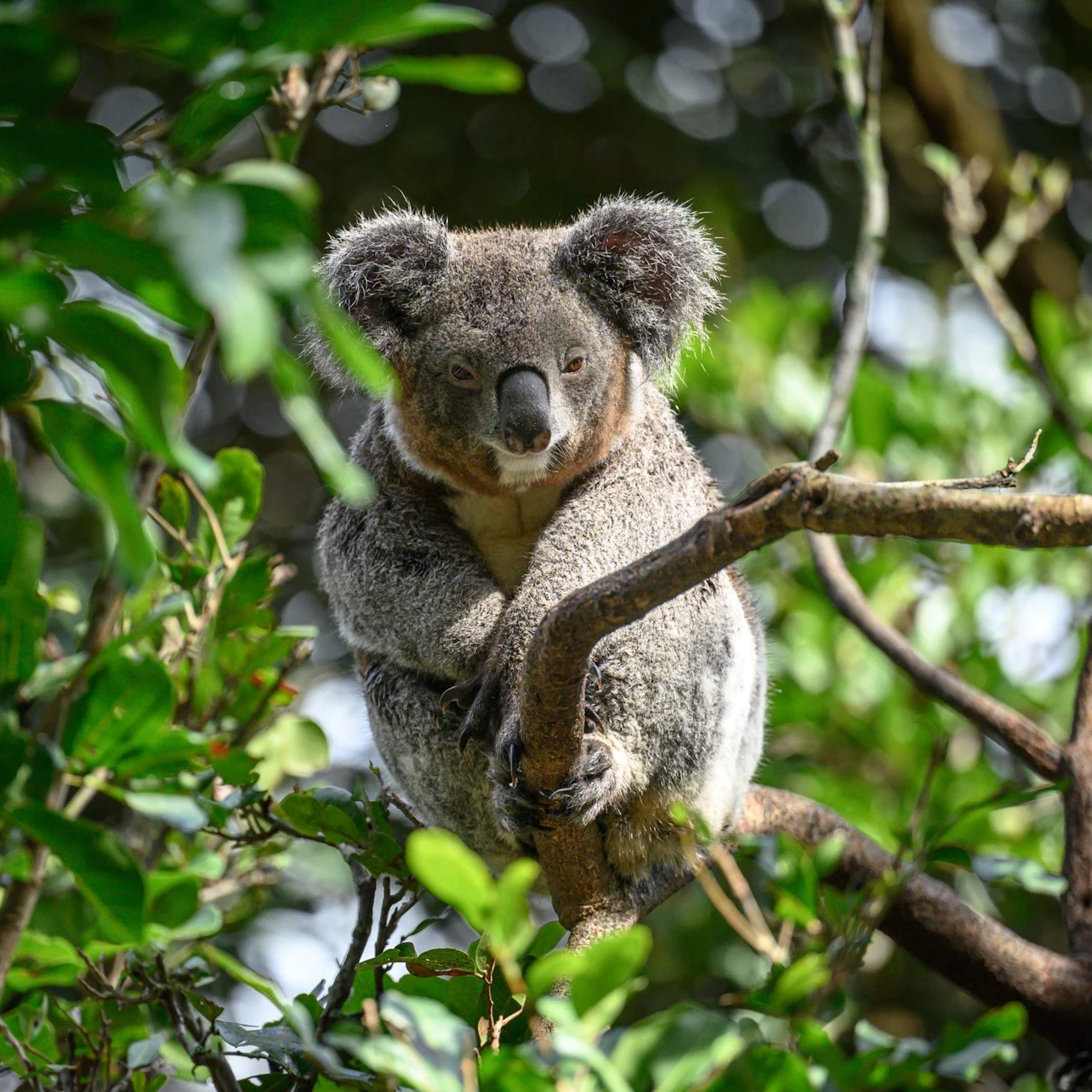 A koala resting on a tree branch surrounded by green leaves in a forest setting.