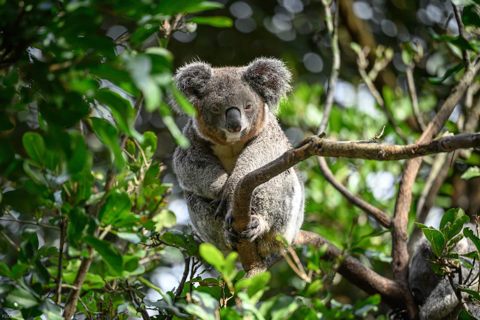 A koala resting on a tree branch surrounded by green leaves in a forest setting.