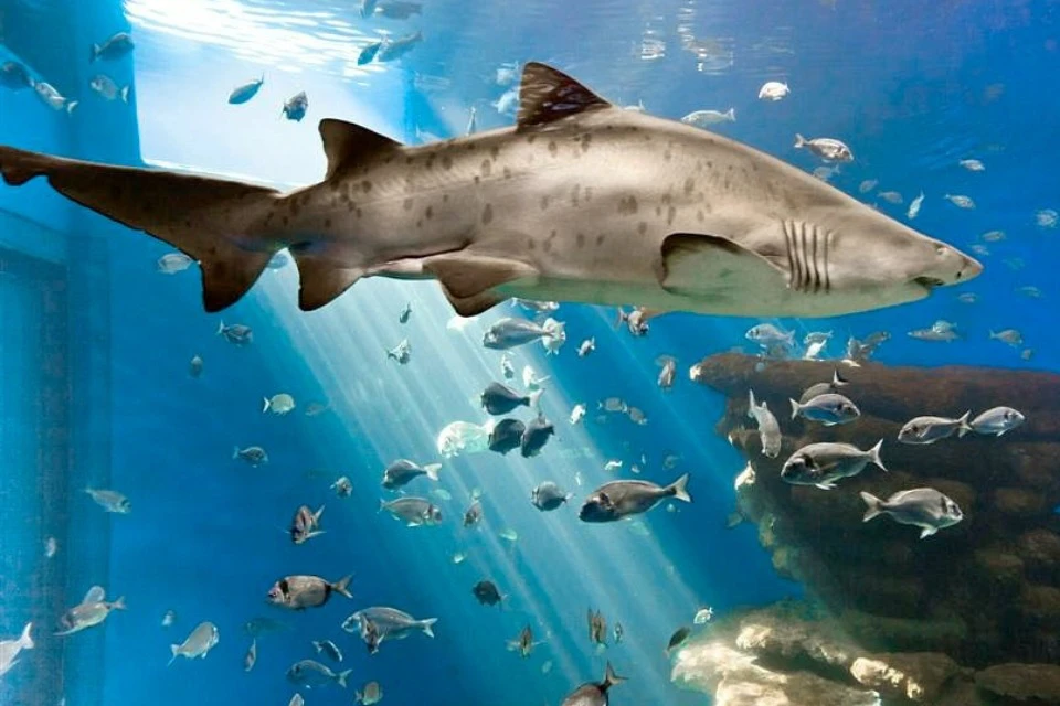 Shark