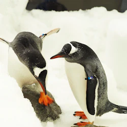 SEA LIFE Melbourne: Penguin Passport Experience 5