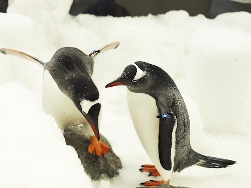 シーライフメルボルンでのペンギンパスポート体験(即日発券)