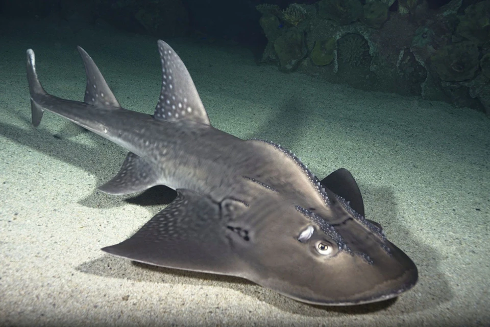 A shark-like fish with a flat body and spotted texture resting on a sandy ocean floor, with coral visible in the background.