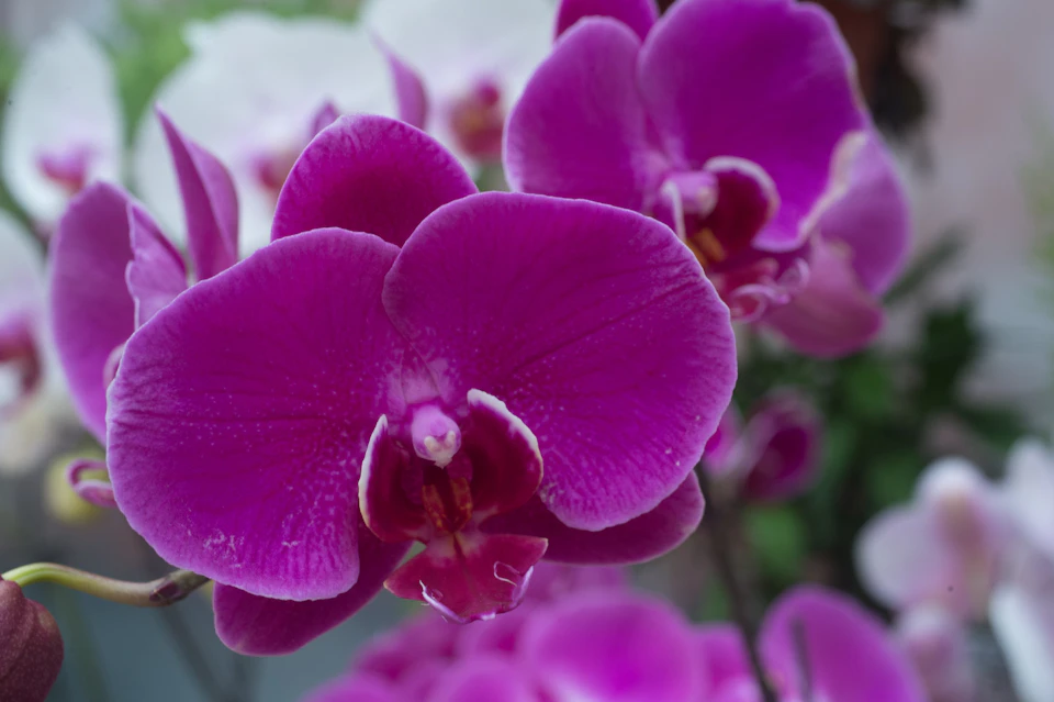 Close-up of vibrant purple orchid flowers with blurred greenery and white blooms in the background.