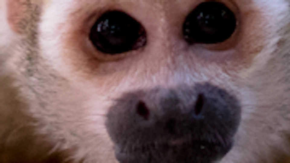 A small monkey is perched on a person's hand, with the person's face blurred in the background.