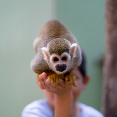 Akumal Monkey Sanctuary & Rescued Animals: Tour guiado