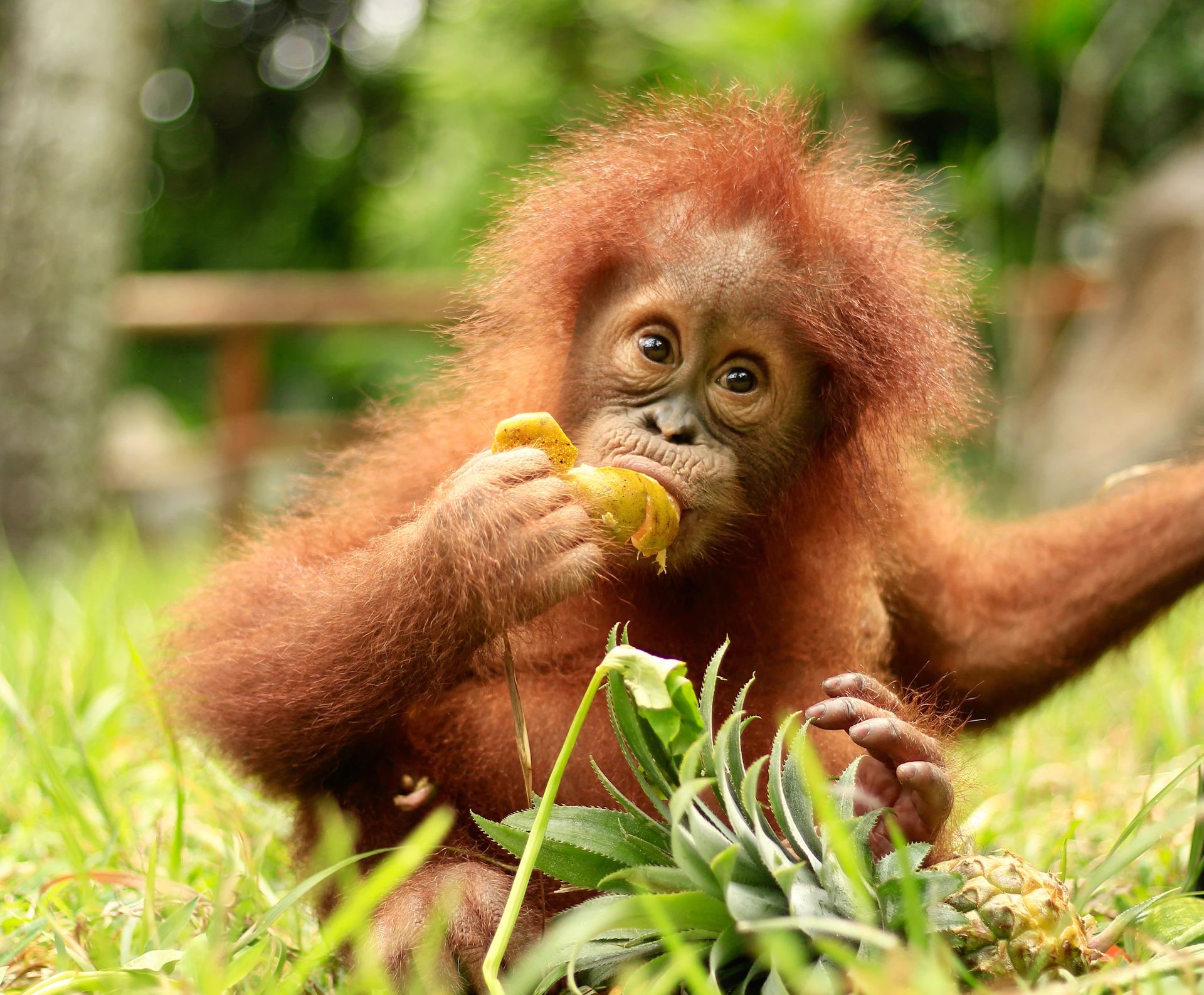 A baby orangutan with reddish fur sits on grass, holding and eating a piece of fruit, with greenery in the background.