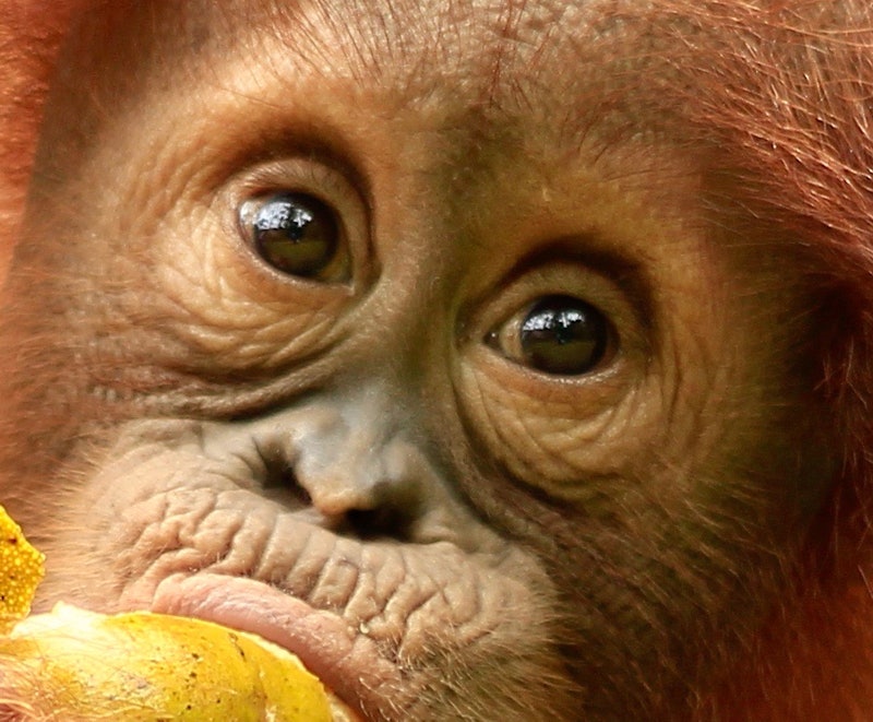 Lombok Wildlife Park: Entry Ticket